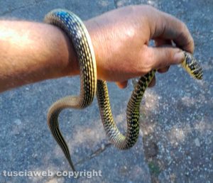 Due_serpenti_avvistati_in_camp