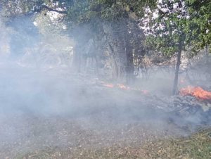 Incendio_a_bolsena_terreni_col