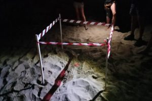 Prima_deposizione_di_caretta_c