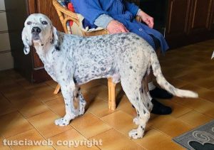 Smarrimento_cane_setter_bianco